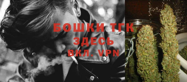 индика Ельня