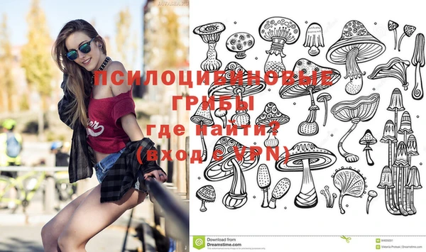 индика Ельня