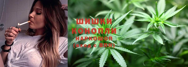индика Ельня